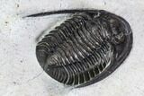 Cornuproetus Trilobite Fossil - Morocco #107058-5